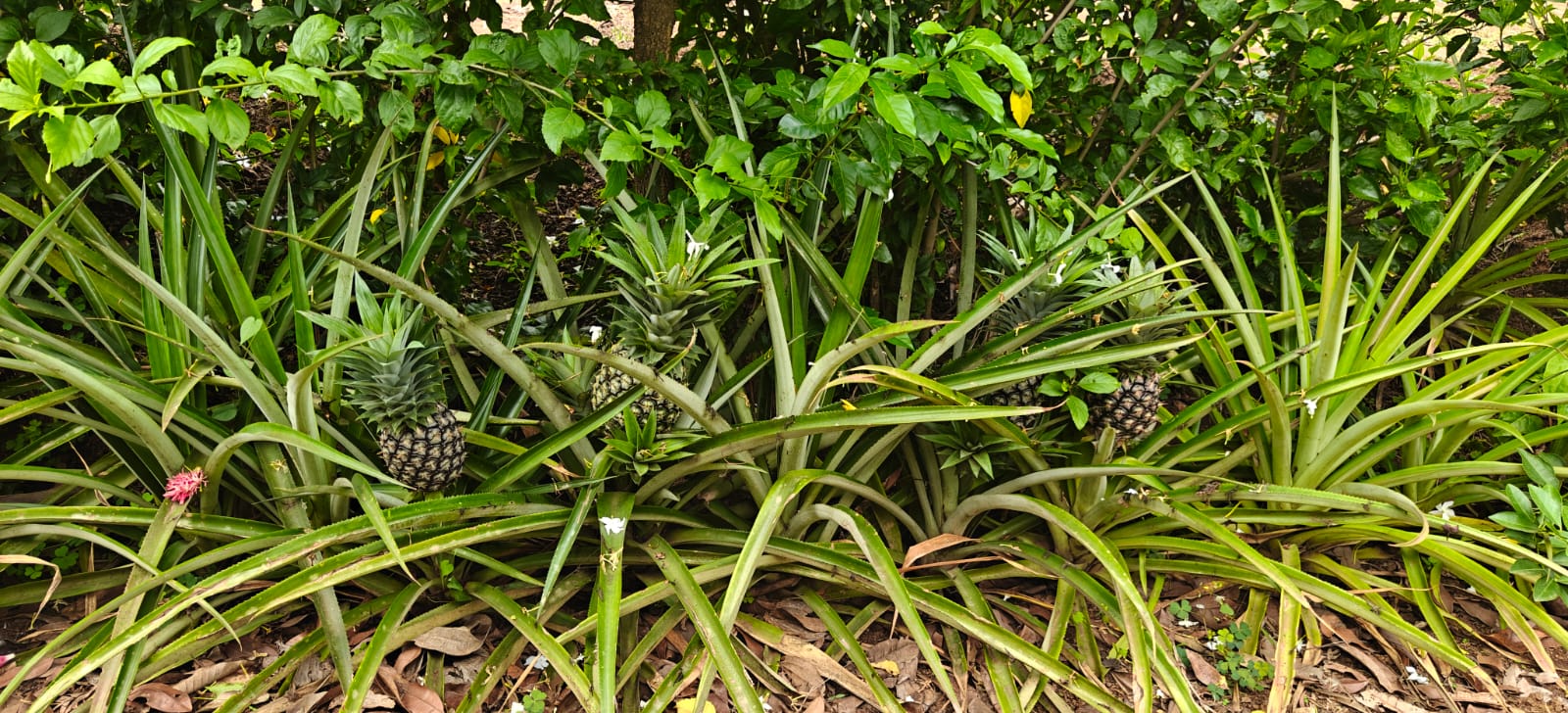 Farm plant: WhatsApp Image 2026-07-27 at 12.25.25 (2).jpeg
